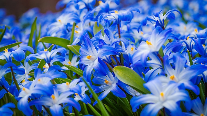 포토 JPG 해외이미지 식물 계절 꽃잎 꽃 줄기 꽃다발 백그라운드 잎 꽃무늬 자연 사람없음 목재 초록색 파란색 머리 정원 보라색 봄 들꽃 벚꽃 흰색 신선 숲 작음 꽃가루 내추럴 고립 블루벨 시베리아 영원 헌병 해외202004 해외포토 나무 컬러 무늬 재료 신체부위 군인 크기 가루 생태계 파일형식 이미지허브