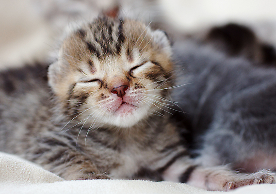 포토 JPG 해외이미지 동물 새끼 포유류 놀이 털 사람없음 반려동물 갈색 머리 귀여움 고양이 줄무늬 회색 아기 잠 그룹 달콤 작음 얼룩무늬 솜털 거짓말 기르기 해외202004 해외포토 컬러 컨셉 무늬 사람 신체부위 맛 크기 돌봄 파일형식 이미지허브