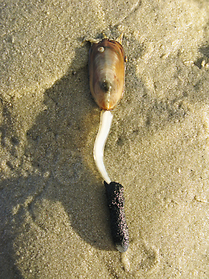 포토 JPG 해외이미지 동물 모래 섬 자연 사람없음 야외 껍질 램프 플랫 호주 진흙 서식지 내추럴 해일 대리인 해외202004 해외포토 조명 오세아니아 자연재해 생태계 파일형식 이미지허브