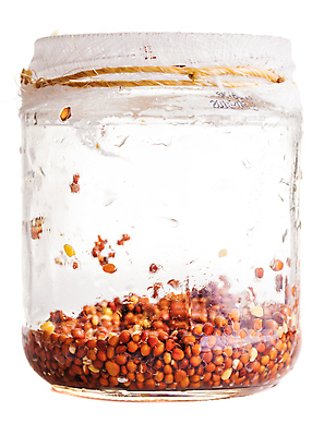 포토 JPG 해외이미지 식물 라이프스타일 음식 백그라운드 채소 유리 새로움 콩 건강 씨앗 사람없음 초록색 새싹 습기 젖음 성장 흰색 항아리 낟알 컨테이너 밀 먹기 시작 흰배경 유기농 원예 날것 고립 모종 채식주의자 총각무 생존 비건 해외202004 해외포토 웰빙 산업 컬러 컨셉 모션 재질 곡류 취미 생활 도자기 무 채식 파일형식 이미지허브