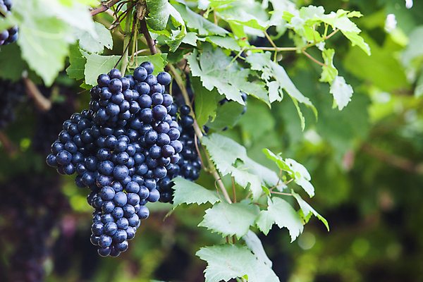 포토 JPG 해외이미지 계절 백그라운드 잎 밭 농업 과일 자연 포도 건강 사람없음 빨간색 초록색 여름 파란색 농장 와인 보라색 이탈리아 수확 성장 나뭇가지 시골 신선 달콤 맛 큼 다발 유기농 캘리포니아 포도밭 포도나무 내추럴 숙성 해외202004 해외포토 나무 식물 웰빙 유럽 산업 컬러 컨셉 주류 미국 크기 과일나무 생태계 파일형식 이미지허브