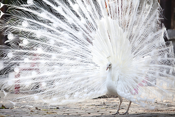 포토 JPG 해외이미지 1 공원 남자 야생동물 백그라운드 패턴 자연 조류 사람없음 야외 장식 가로 세로 컬러풀 머리 침묵 활발 펼침 흰색 우아함 공작 전시회 깃털 묘사 꼬리 부리 목 보여주기 꿩 고립 해외202004 해외포토 동물 공공시설 컬러 컨셉 무늬 모션 사람 신체부위 소리 전시 생태계 파일형식 이미지허브
