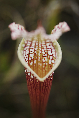 포토 JPG 해외이미지 식물 꽃 자연 사람없음 초록색 흰색 습지 육식 멸종 플로리다 해외202004 해외포토 멸종위기종 컬러 미국 생태계 파일형식 이미지허브