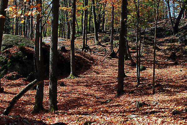 포토 JPG 해외이미지 나무 계절 공원 길 잎 자연 아침 풍경 사람없음 야외 초록색 물 빛 노란색 일출 침묵 안개 가을 시골 숲 장면 해외202004 해외포토 주간 자연요소 식물 공공시설 컬러 날씨 노을 소리 생태계 파일형식 이미지허브