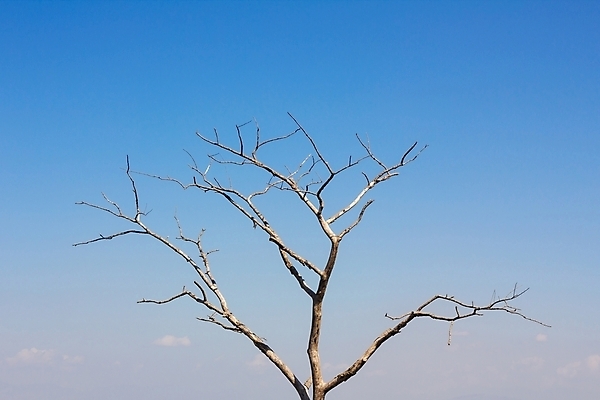 포토 JPG 해외이미지 나무 식물 줄기 곡선 자연 건조 사람없음 장식 나뭇가지 죽음 막대기 오브젝트 뿌리 나무껍질 고립 해외202004 해외포토 선 껍질 생태계 파일형식 이미지허브
