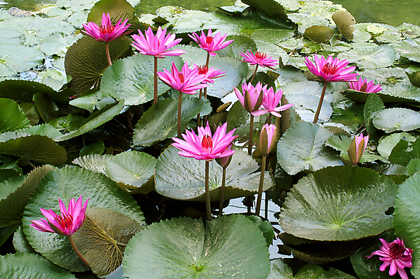 포토 JPG 해외이미지 식물 전통 디자인 공원 꽃잎 꽃 아시아 호수 분홍색 백그라운드 컨셉 잎 꽃무늬 불교 자연 벽지 휴식 연꽃 동양인 풍경 사람없음 초록색 물 여름 환경 정원 벚꽃 연못 신선 개화 닫기 맛 당구 심볼 순수 아로마 내추럴 스타일 정확 해외202004 해외포토 자연요소 계절 공공시설 나라 종교 컬러 무늬 모션 인종 구기 생태계 파일형식 이미지허브