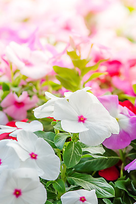 포토 JPG 해외이미지 식물 공원 꽃잎 꽃 분홍색 백그라운드 잎 꽃무늬 자연 벽지 사람없음 야외 빨간색 초록색 여름 컬러풀 장미 정원 봄 수확 성장 벚꽃 흰색 신선 개화 작음 원예 내추럴 난쟁이 마다가스카르 해외202004 해외포토 계절 공공시설 컬러 무늬 농업 취미 크기 생태계 파일형식 이미지허브