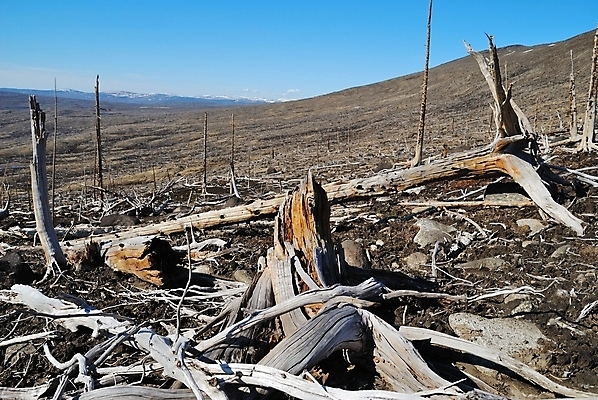 포토 JPG 해외이미지 나무 식물 자연 산 건조 풍경 사람없음 목재 환경 죽음 숲 언덕 부식 뿌리 생태학 옛날 해외202004 해외포토 교육 재료 생태계 파일형식 이미지허브
