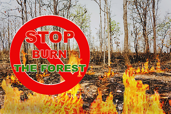 포토 JPG 해외이미지 나무 지구 캠페인 불 불꽃 사람없음 빛 세계 환경 검은색 분노 숲 유지 그만 점화 화상 해외202004 해외포토 자연요소 식물 감정 컬러 상처 파일형식 이미지허브