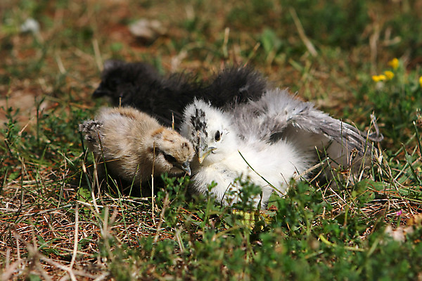포토 JPG 해외이미지 동물 농업 자연 조류 병아리 앉기 사람없음 야외 반려동물 농장 머리 치킨 가축 흰색 볏짚 농부 깃털 슛 솜털 뭉치 적재 수탉 기르기 돌봄 해외202004 해외포토 직업 산업 컬러 모션 신체부위 닭 짚 수컷 생태계 닭고기요리 파일형식 이미지허브