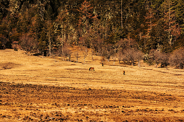 포토 JPG 해외이미지 동물 아시아 여행 자연 풍경 사람없음 관광지 중국 내추럴 해외202004 해외포토 나라 생태계 파일형식 이미지허브