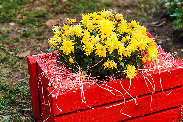 포토 JPG 해외이미지 식물 꽃 화분 분홍색 꽃다발 백그라운드 잎 꽃무늬 자연 국화 사람없음 목재 장식 빨간색 초록색 여름 세트 상자 컬러풀 노란색 정원 방 수확 성장 벚꽃 가을 흰색 시골 신선 냄비 허브 제비꽃 원예 복고 데이지 밀짚 내추럴 고립 구성 옛날 많음 해외202004 해외포토 나무 계절 컬러 컨셉 무늬 농업 재료 취미 짚 솥 생태계 파일형식 이미지허브