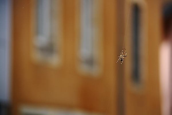 포토 JPG 해외이미지 동물 야생동물 곤충 백그라운드 자연 사람없음 마을 웹 도시 위험 무서움 묘사 거미 고립 오싹 해외202004 해외포토 감정 컨셉 인터넷 생태계 파일형식 이미지허브
