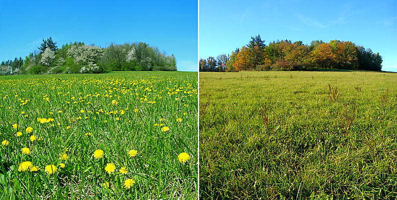 포토 JPG 해외이미지 계절 꽃 2 자연 사람없음 청춘 봄 벚꽃 가을 죽음 신선 시간 변화 숲 민들레 연도 순환 옛날 해외202004 해외포토 식물 컨셉 모션 생태계 파일형식 이미지허브