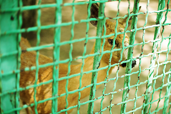 포토 JPG 해외이미지 동물 1 공원 여자 남자 실루엣 아시아 얼굴 야생동물 백그라운드 포유류 자연 사슴 털 동물원 성인 사람없음 야외 울타리 갈색 머리 우주 달러 바 철 새장 내추럴 고립 해외202004 해외포토 공공시설 나라 컬러 돈 촬영기법 사람 신체부위 담장 생태계 케이지 파일형식 이미지허브