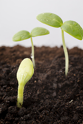 포토 JPG 해외이미지 식물 백그라운드 잎 자연 새로움 씨앗 사람없음 초록색 봄 성장 흰색 작음 오브젝트 뿌리 먼지 개발 고립 모종 해외202004 해외포토 계절 컬러 컨셉 크기 생태계 파일형식 이미지허브