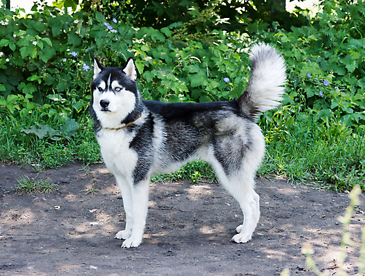 포토 JPG 해외이미지 동물 1 응시 스포츠 자연 털 서기 사람없음 야외 옆모습 여름 파란색 반려동물 갈색 개 놀이터 알래스카 송곳니 시베리아 해외202004 해외포토 시선 계절 뷰포인트 컬러 포유류 모션 놀이 미국 치아 생태계 파일형식 이미지허브