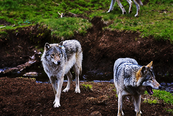 포토 JPG 해외이미지 동물 유럽 야생동물 자연 동물원 북유럽 노르웨이 사람없음 야외 봄 늑대 동물상 스칸디나비아 해외202004 해외포토 계절 나라 포유류 조형물 생태계 파일형식 이미지허브