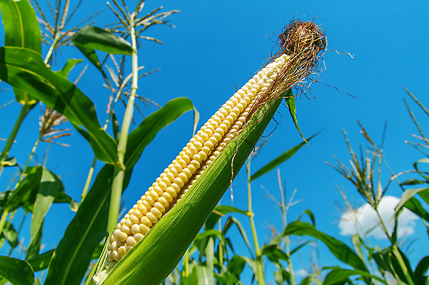 포토 JPG 해외이미지 식물 계절 산업 문화 음식 잎 밭 농업 자연 건강 옥수수 씨앗 사람없음 야외 초록색 파란색 농작물 농장 노란색 환경 식사 수확 껍질 시골 신선 황금 달콤 낟알 인도인 시리얼 유기농 날것 귀 팝콘 미로 내추럴 세련 해외202004 해외포토 외국인 웰빙 컬러 곡류 동양인 신체부위 맛 생태계 파일형식 이미지허브