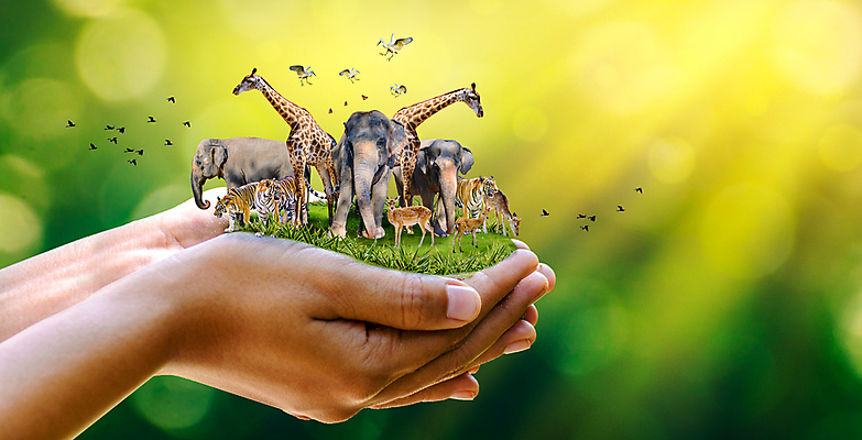 포토 JPG 해외이미지 나무 식물 동물 디자인 계절 지구 야생동물 음식 백그라운드 컨셉 잎 일러스트 자연 조류 추상 사슴 코끼리 관리 사람 풍경 사람없음 야외 목재 초록색 여름 세계 글로벌 환경 행성 호랑이 보호 숲 심볼 사인 에코 육식동물 내추럴 생태학 해외202004 해외포토 교육 컬러 무늬 재료 포유류 우주 생태계 파일형식 이미지허브