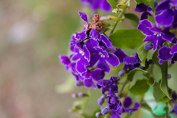 포토 JPG 해외이미지 식물 공원 열매 꽃잎 꽃 줄기 잎 농업 태국 자연 하늘 사람없음 야외 장식 초록색 파란색 빛 정원 보라색 활발 성장 벚꽃 신선 개화 황금 떨어짐 이슬 작음 자르기 다발 제비꽃 관목 비둘기 해외202004 해외포토 나무 공공시설 산업 아시아 컬러 컨셉 모션 조류 크기 생태계 파일형식 이미지허브
