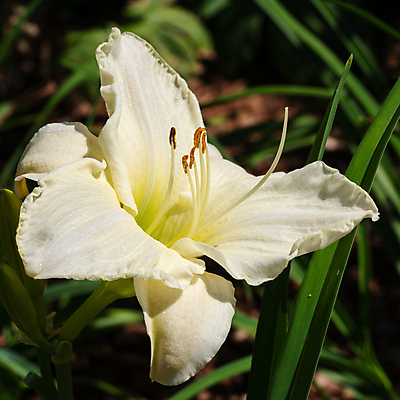 포토 JPG 해외이미지 식물 계절 꽃잎 꽃 꽃무늬 자연 사람없음 야외 빨간색 여름 정원 봄 성장 벚꽃 가을 신선 개화 닫기 백합 원예 화단 내추럴 영원 해외202004 해외포토 컬러 무늬 모션 취미 생태계 파일형식 이미지허브