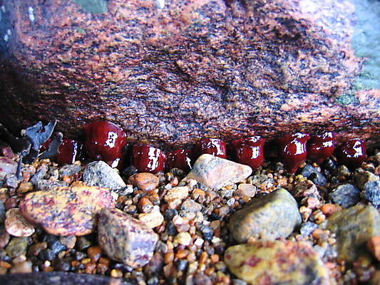 포토 JPG 해외이미지 나무 꽃 잎 사람없음 초록색 봄 게 흰색 하트 나무껍질 해외202004 해외포토 모양 식물 계절 컬러 갑각류 껍질 파일형식 이미지허브