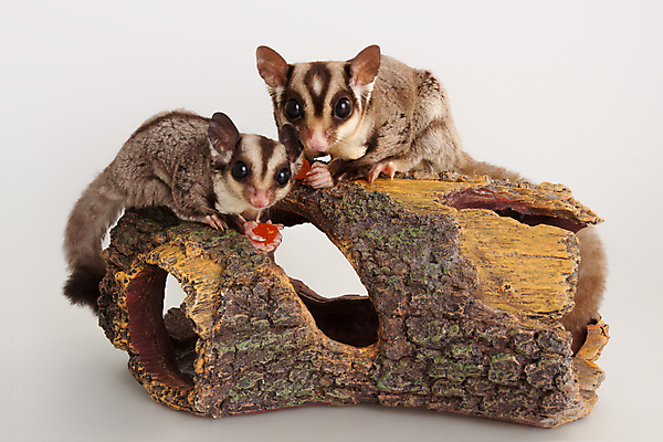 포토 JPG 해외이미지 동물 포유류 사람없음 반려동물 비행 설치류 글라이더 해외202004 해외포토 파일형식 이미지허브