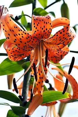 포토 JPG 해외이미지 식물 계절 꽃잎 꽃 줄기 꽃다발 백그라운드 잎 꽃무늬 오렌지 자연 동양인 사람없음 초록색 여름 노란색 정원 벚꽃 축하 신선 호랑이 우아함 백합 원예 해외202004 해외포토 컬러 컨셉 무늬 과일 포유류 인종 취미 생태계 파일형식 이미지허브