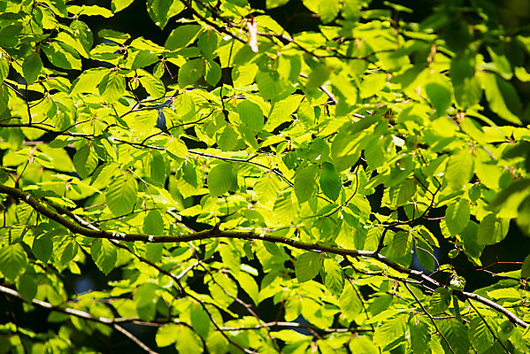 포토 JPG 해외이미지 백그라운드 낙엽 잎 패턴 자연 하늘 사람없음 가로 초록색 파란색 햇빛 노란색 평화 맑음 봄 나뭇가지 신선 황금 질감 내추럴 해외202004 해외포토 나무 식물 계절 컬러 컨셉 무늬 날씨 태양 생태계 파일형식 이미지허브