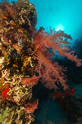포토 JPG 해외이미지 식물 모래 바다 자연 표면 어류 풍경 사람없음 물 햇빛 태양 바닷속 수중 광선 산호 아래 다이빙 장면 암초 깊이 소금물 이국적 침몰 파라다이스 해외202004 해외포토 자연요소 수영 수중동물 자포동물 방향 생태계 위치 수중스포츠 파일형식 이미지허브