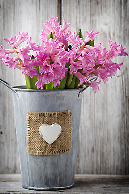 포토 JPG 해외이미지 식물 꽃 분홍색 꽃다발 잎 자연 사람없음 초록색 머리 봄 벚꽃 신선 오브젝트 블루벨 히아신스 해외202004 해외포토 계절 컬러 신체부위 생태계 파일형식 이미지허브