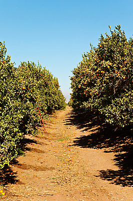 포토 JPG 해외이미지 나무 식물 계절 음료 음식 백그라운드 잎 크리스마스 겨울 농업 신체 오렌지 과일 자연 귤 건강 감 사람없음 야외 장식 빨간색 초록색 물 컬러풀 노란색 귀여움 얼음 주스 이탈리아 젖음 추위 수확 껍질 흰색 나뭇가지 신선 원형 황무지 맛 12월 다발 지중해 먹기 레몬 레모네이드 유기농 질감 장면 남쪽 내추럴 숙성 예루살렘 이스라엘 채식주의자 눈내림 해외202004 해외포토 자연요소 도형 웰빙 기념일 유럽 산업 바다 컬러 컨셉 모션 눈_날씨 날짜 방향 생태계 채식 서아시아 에이드 파일형식 이미지허브