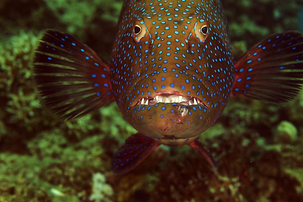 포토 JPG 해외이미지 바다 자연 어류 사람없음 바닷속 해외202004 해외포토 수중 수중동물 생태계 파일형식 이미지허브