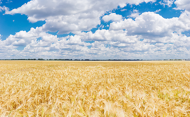포토 JPG 해외이미지 식물 구름 계절 음식 줄기 밭 농업 자연 하늘 씨앗 사람없음 여름 농작물 수확 시골 상품 낟알 시리얼 보리 귀 스파이크 밀짚 숙성 세련 해외202004 해외포토 자연요소 산업 곡류 신체부위 짚 생태계 파일형식 이미지허브