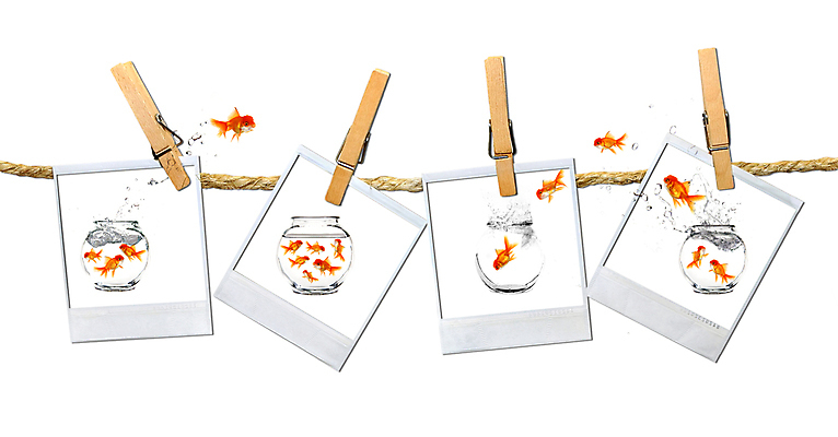 포토 JPG 해외이미지 동물 행복 컨셉 모션 유리 날씨 휴가 아이디어 프레임 어류 사람없음 공중 물 반려동물 우주 점프 우정 거품 자유 수확 액체 4 그룹 유머 황금 다발 탈출 필름 순수 금붕어 합성 슛 난민 특별함 스플래쉬 해외202004 해외포토 자연요소 감정 농업 재질 친구 숫자 수중동물 파일형식 이미지허브