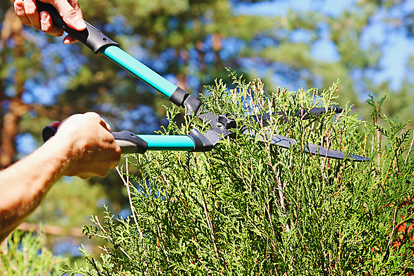 포토 JPG 해외이미지 식물 라이프스타일 손 사람 취미 야외 신체부위 장식 초록색 성장 공구 잡기 원예 조경 다듬기 돌봄 원예사 정원가위 해외202004 해외포토 직업 컬러 모션 가위_도구 생활 도구 파일형식 이미지허브