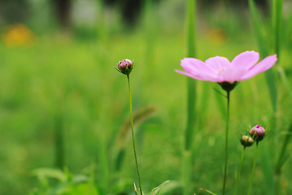포토 JPG 해외이미지 나무 식물 구름 계절 꽃잎 꽃 단풍 밭 자연 잉글랜드 풍경 사람없음 야외 가로 초록색 여름 파란색 농작물 농장 환경 계곡 침묵 봄 들꽃 흰색 농촌 시골 신선 숲 땅 데이지 자연백그라운드 멀리 수평선 카피스페이스 해외202004 해외포토 자연요소 컬러 백그라운드 잎 농업 영국 소리 공백 생태계 파일형식 이미지허브