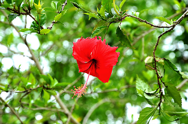 포토 JPG 해외이미지 전통 디자인 옷 아시아 종교 조각 백그라운드 패턴 바지 태국 표면 형상 사람없음 장식 파란색 청춘 조각상 숫자 유행 믿음 탑 바위 직물 도시 사찰 뱀 숲 악마 남색 성직자 승려 목사 질감 땀 섬유 수도원 그런지 사리탑 수녀원 숭배 신앙심 옛날 우화 철학 충실 스타일 해외202004 해외포토 문자 건축물 교육 감정 나라 컬러 컨셉 무늬 종교건축 파충류 하의 조형물 돌_바위 파일형식 이미지허브