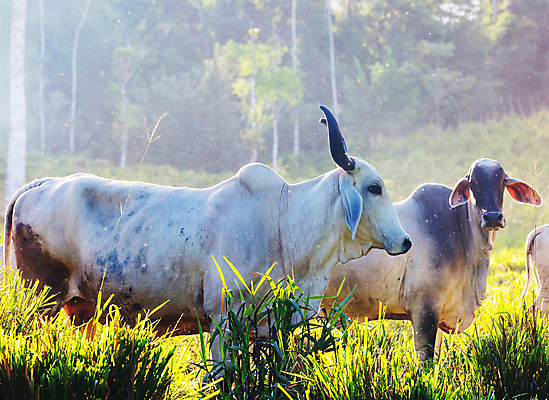 포토 JPG 해외이미지 동물 산업 농업 오렌지 포유류 자연 건조 풍경 사람없음 목재 파란색 울타리 농장 가축 흰색 시골 소 군중 큼 황소 내추럴 밭일 해외202004 해외포토 나무 컬러 과일 재료 사람 담장 크기 생태계 파일형식 이미지허브