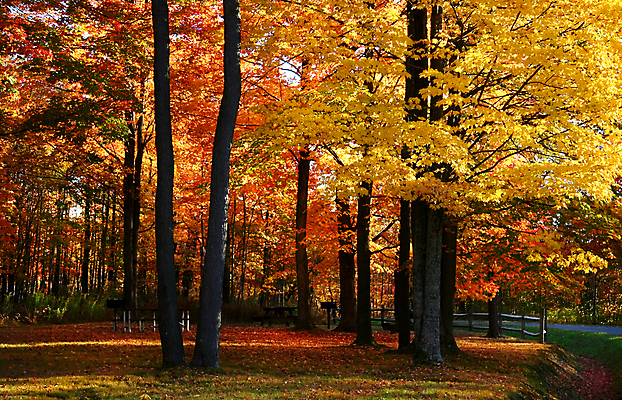 포토 JPG 해외이미지 나무 계절 공원 길 줄기 조각 잎 오렌지 자연 풍경 사람없음 야외 초록색 컬러풀 노란색 평화 걷기 환경 산책 산책로 하이킹 가을 나뭇가지 황금 숲 오솔길 9월 10월 방법 해외202004 해외포토 식물 공공시설 컬러 컨셉 과일 모션 레저 휴식 날짜 생태계 파일형식 이미지허브