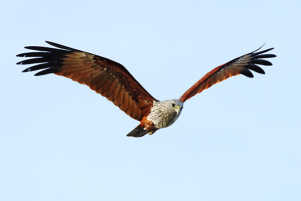 포토 JPG 해외이미지 나무 여자 남자 아시아 얼굴 야생동물 백그라운드 날개 자연 조류 하늘 사람없음 야외 목재 가로 빨간색 초록색 컬러풀 머리 환경 나뭇가지 막대기 닫기 숲 깃털 연 꼬리 부리 서식지 생태학 이국적 해외202004 해외포토 식물 동물 교육 나라 컬러 재료 모션 사람 신체부위 놀이용품 생태계 파일형식 이미지허브