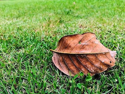 포토 JPG 해외이미지 나무 식물 계절 공원 백그라운드 단풍 잎 밭 오렌지 자연 추상 건조 풍경 잔디 사람없음 야외 빨간색 초록색 여름 컬러풀 갈색 노란색 우주 환경 정원 가을 죽음 신선 닫기 떨어짐 숲 11월 질감 10월 내추럴 땅바닥 해외202004 해외포토 공공시설 컬러 컨셉 무늬 농업 과일 모션 바닥 날짜 생태계 파일형식 이미지허브