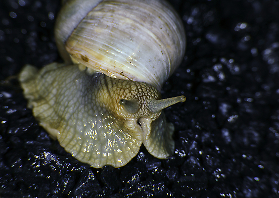 포토 JPG 해외이미지 연체동물 요리 사람없음 큼 식용 해외202004 해외포토 무척추동물 크기 파일형식 이미지허브