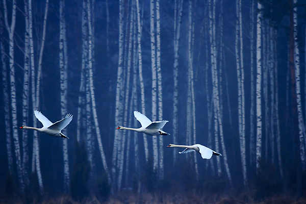포토 JPG 해외이미지 주간 동물 겨울 자연 조류 세마리 사람없음 야외 비행 숲속 겨울풍경 해외202004 해외포토 자연요소 계절 3 풍경 숲 생태계 파일형식 이미지허브
