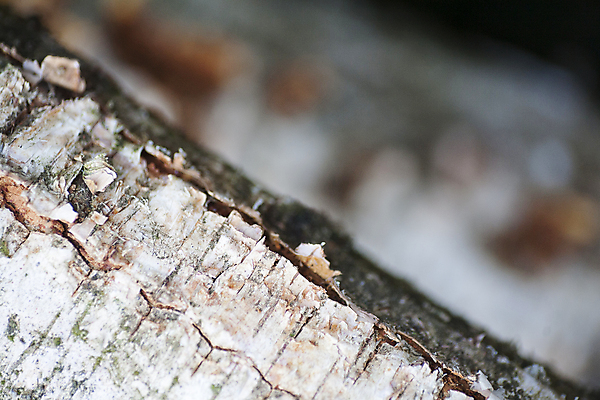 포토 JPG 해외이미지 나무 식물 디자인 벽 가구 백그라운드 패턴 곡선 자연 벽지 표면 추상 바닥 주택 사람없음 목재 장식 빨간색 갈색 줄무늬 수확 소나무 판넬 거친 균열 묘사 질감 복고 통나무 먼지 잡동사니 거짓 수목 엘리먼트 옛날 해외202004 해외포토 선 컬러 생활용품 무늬 농업 재료 모션 건물 생태계 파일형식 이미지허브