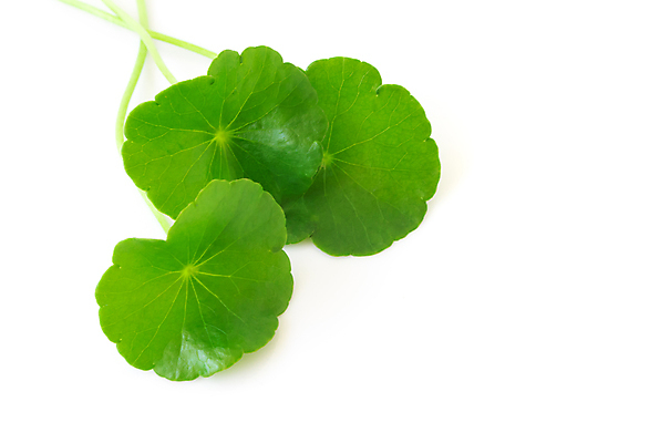 포토 JPG 해외이미지 식물 전통 음식 백그라운드 잎 채소 태국 자연 건강 동양인 사람없음 초록색 약 중국 흰색 신선 인도인 먹기 허브 유기농 반대 내추럴 식용 노화 해외202004 해외포토 외국인 웰빙 아시아 컬러 컨셉 의학 모션 인종 생태계 파일형식 이미지허브