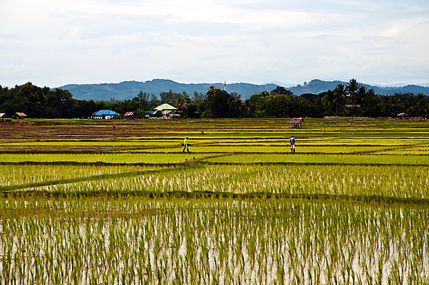 포토 JPG 해외이미지 주간 전통 계절 문화 음식 농업 자연 하늘 밥 아침 한명 동양인 풍경 야외 초록색 물 빛 농작물 햇빛 농장 마을 수확 시골 신선 업무 농부 땅 다발 보따리 유기농 심플 리빙 말레이시아 내추럴 논밭 밭일 심기 해외202004 해외포토 자연요소 직업 1 웰빙 산업 아시아 컬러 밭 모션 논 사람 인종 태양 작업 생태계 파일형식 이미지허브