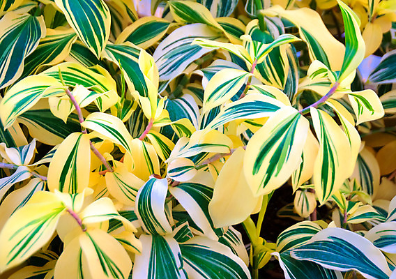 포토 JPG 해외이미지 나무 식물 공원 꽃 아시아 문화 호수 섬 여행 백그라운드 컨셉 잎 패턴 자연 하늘 휴가 휴식 손바닥 동양인 풍경 사람없음 야외 장식 초록색 물 여름 여행객 환경 정원 침묵 젖음 연못 보호 숲 당구 하와이 정중 특별함 해외202004 해외포토 자연요소 손 계절 공공시설 나라 컬러 무늬 사람 인종 구기 미국 소리 생태계 파일형식 이미지허브