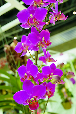 포토 JPG 해외이미지 나무 식물 디자인 꽃잎 꽃 분홍색 백그라운드 잎 꽃무늬 자연 사람없음 초록색 노란색 보라색 스파 벚꽃 흰색 신선 난초 이국적 해외202004 해외포토 컬러 무늬 생태계 파일형식 이미지허브